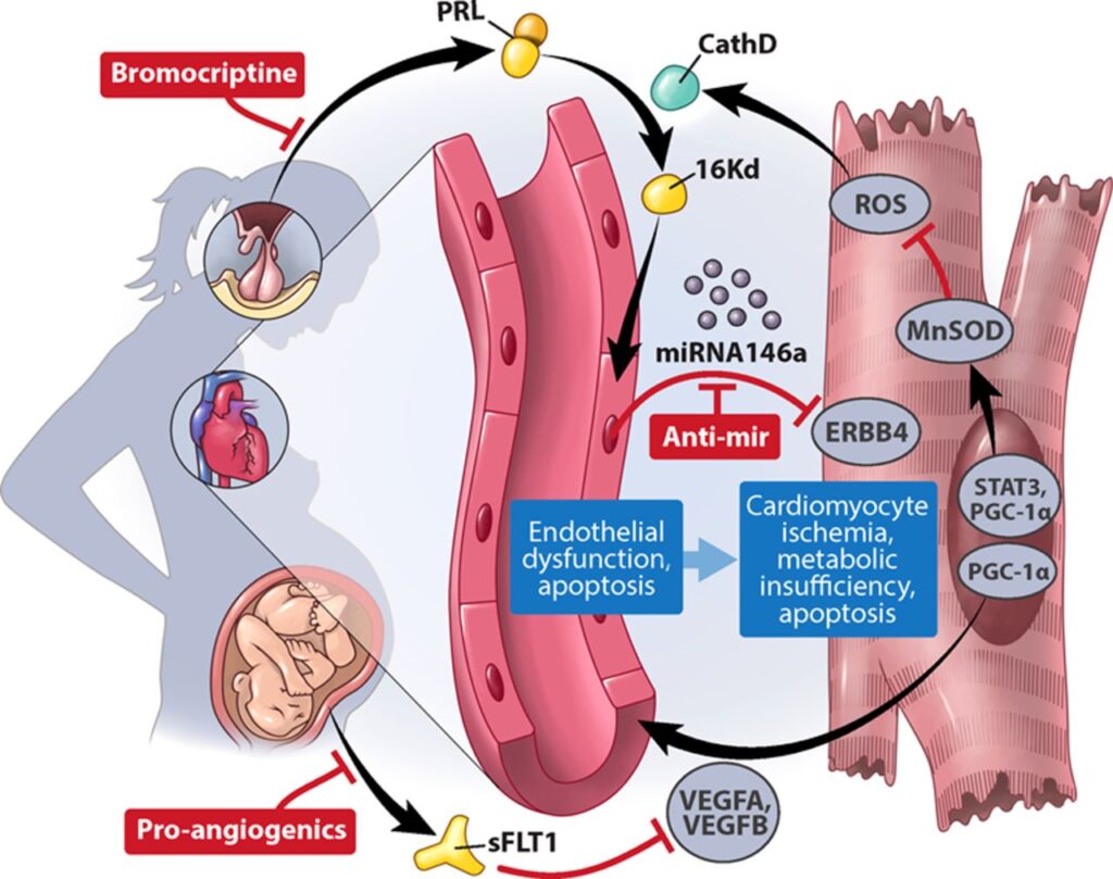 Pregnancy related Heart Failure UMCG Cardiology pregnancy-related-heart-failure-umcg-cardiology